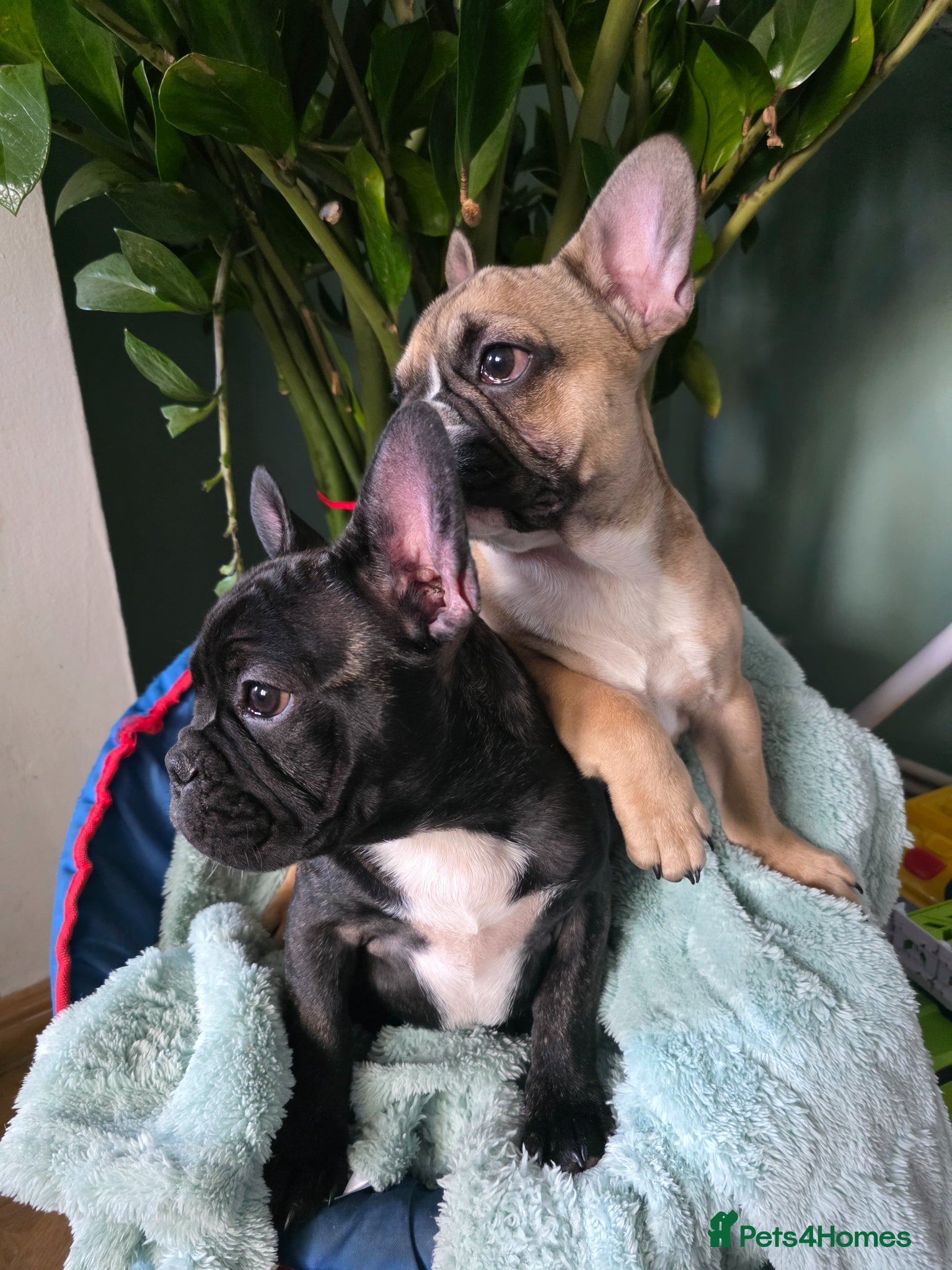 French Bulldog dogs Beautiful French bulldog 2 boys left - Advert 15