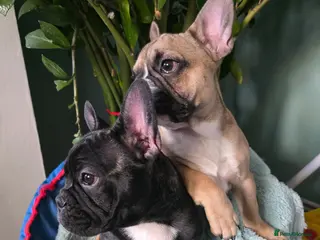 French Bulldog dogs Beautiful French bulldog 2 boys left - Advert 15