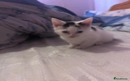 Mixed Breed cats for sale: 2 kittens for sale  - Image 1