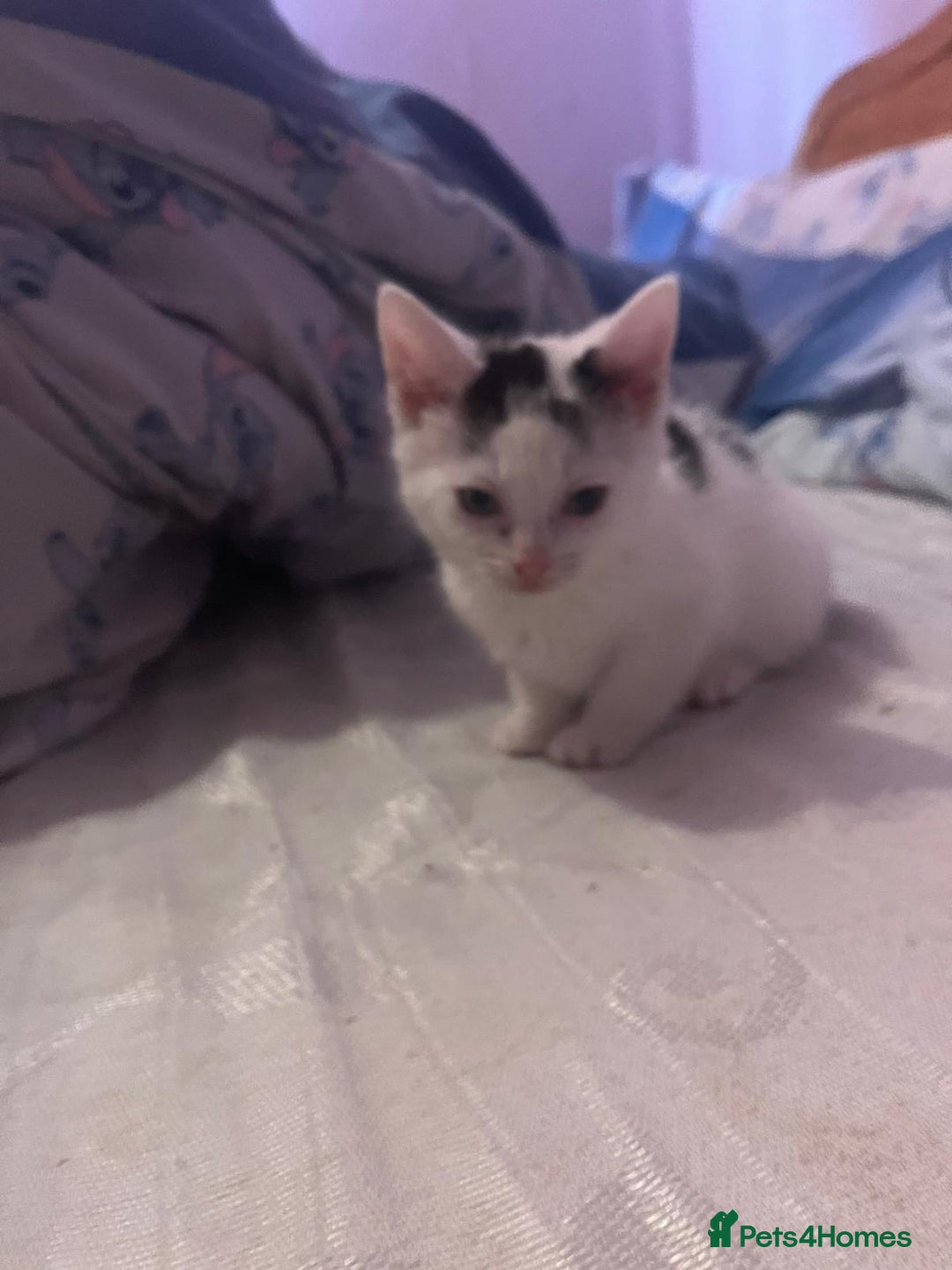 Mixed Breed cats for sale: 2 kittens for sale  - Image 1