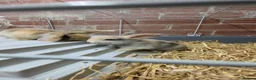Mixed Breed rabbits for sale: Stunning lionhead/mini lop bunnys  in Bolton - Advert 7