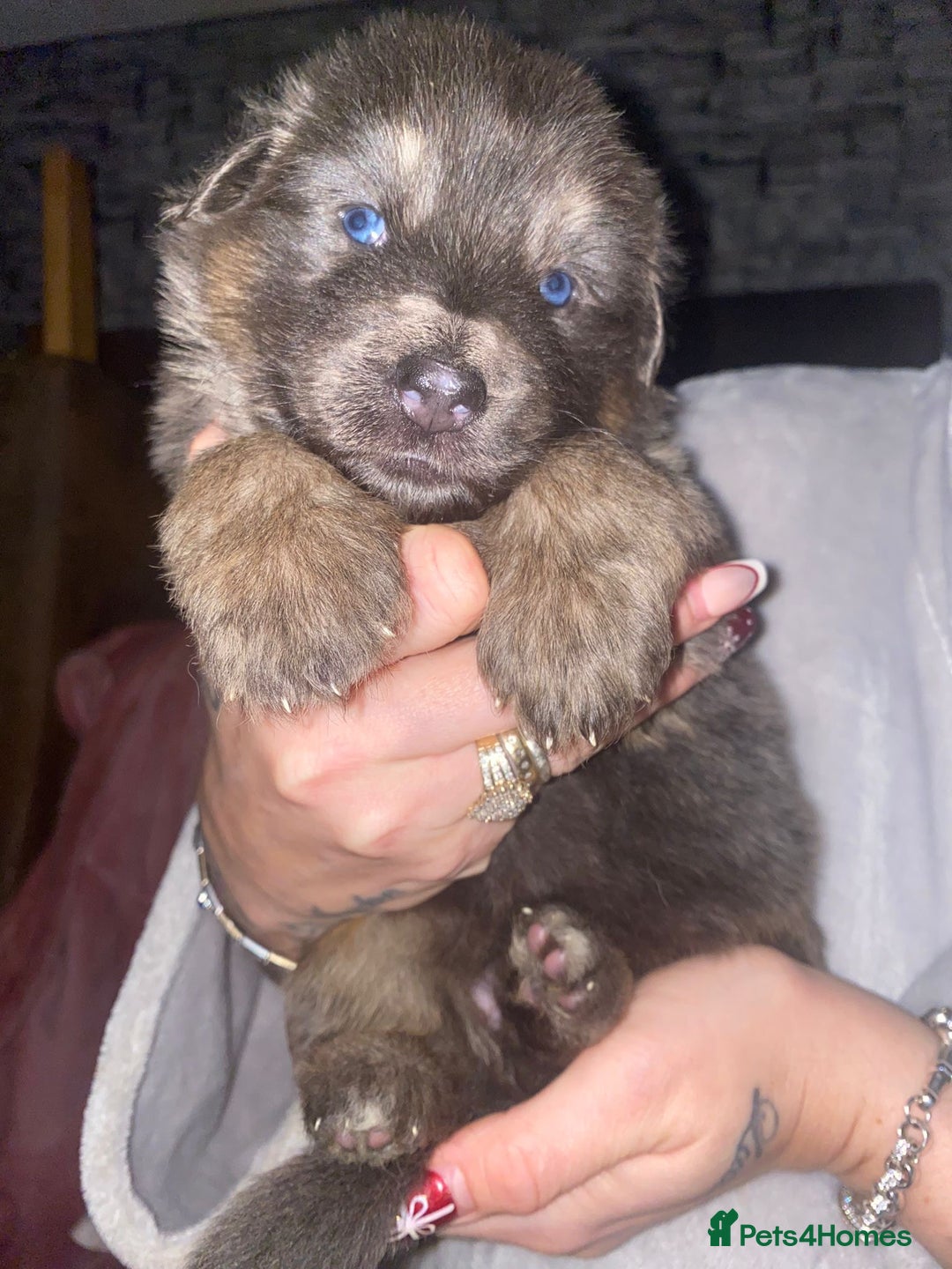 German Shepherd dogs for sale: Blue eyed long hair, blue German shepherds - Advert 13