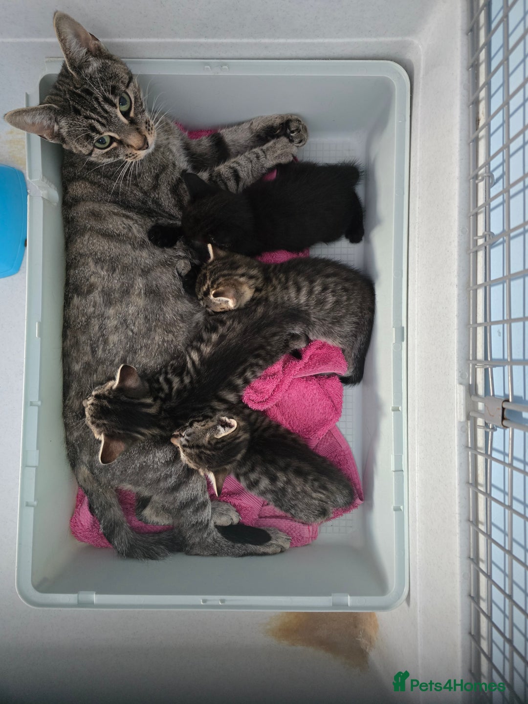 Mixed Breed cats for sale: Beautiful gorgeous Tabby & Black Kitten ready soon - Image 8