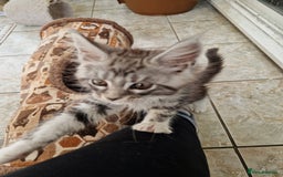 Maine Coon cats for sale: Stunning Maine Coon kittens - Image 32