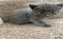 British Shorthair cats for sale: Grey & Black kittens for sale  - Image 6