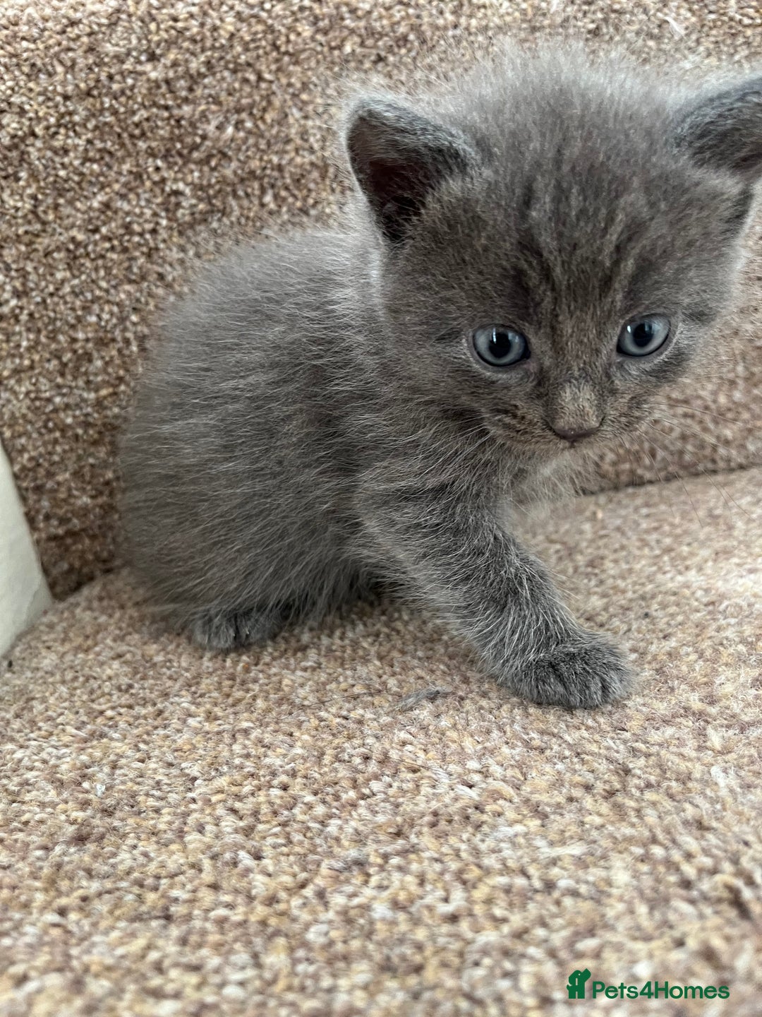 British Shorthair cats for sale: Grey & Black kittens for sale  - Image 6