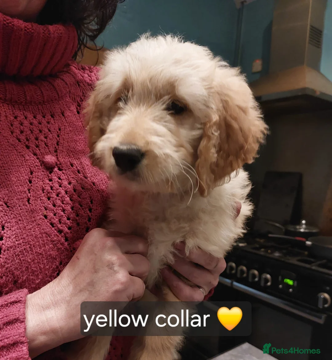 Goldendoodle dogs for sale: 2 beautiful F1 female Goldendoodle pups for sale - Advert 16
