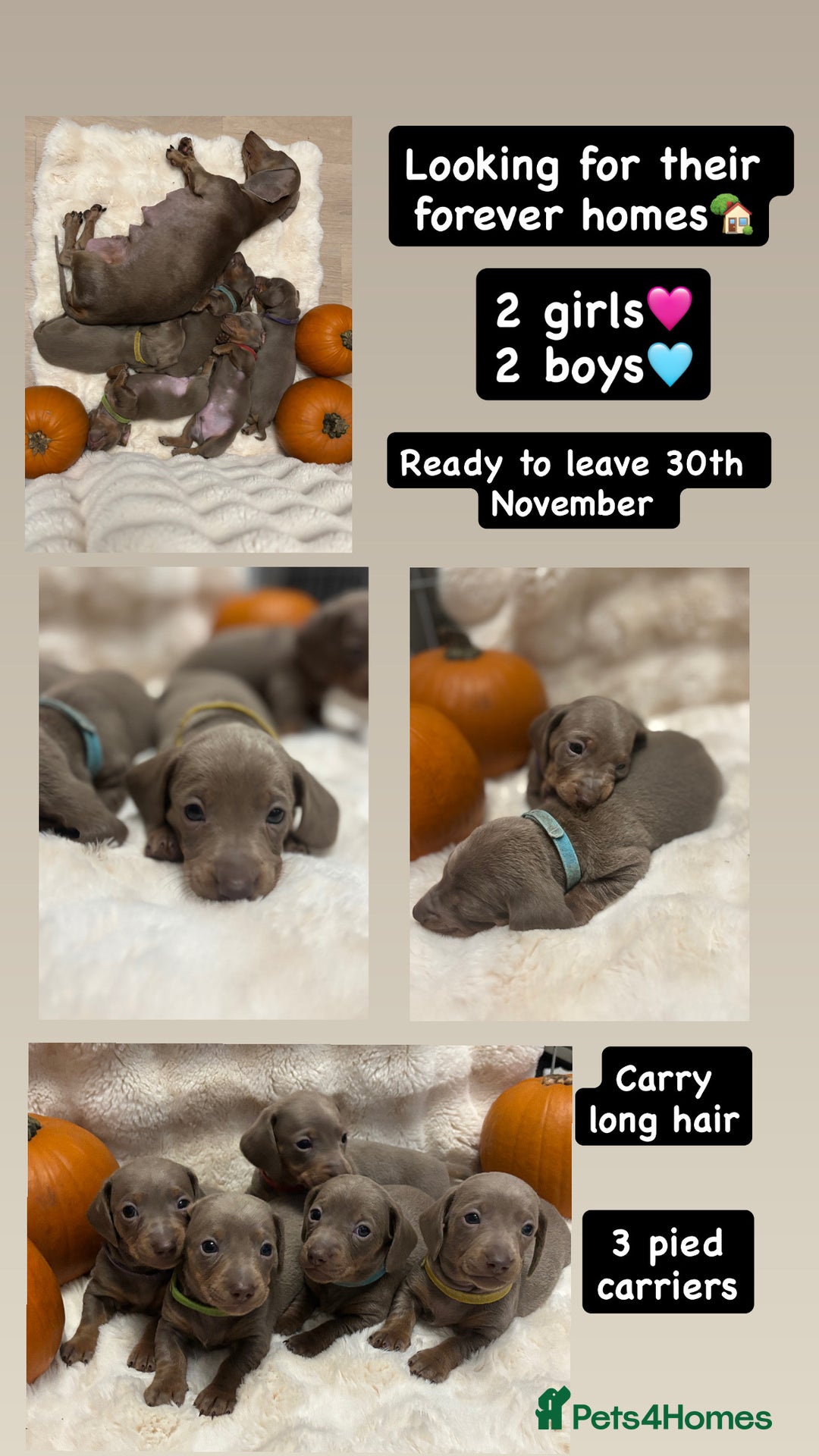 Miniature Dachshund dogs for sale: 5 Isabella & tan miniature dachshunds 🏡 - Advert 1