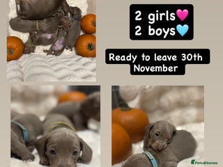 Miniature Dachshund dogs for sale: 5 Isabella & tan miniature dachshunds 🏡 - Advert 1