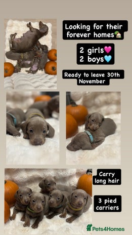 Miniature Dachshund dogs 5 Isabella & tan miniature dachshunds 🏡 - Advert 1