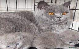 British Longhair cats for sale: Stunning World Champ British shorthair kittens - Advert 1