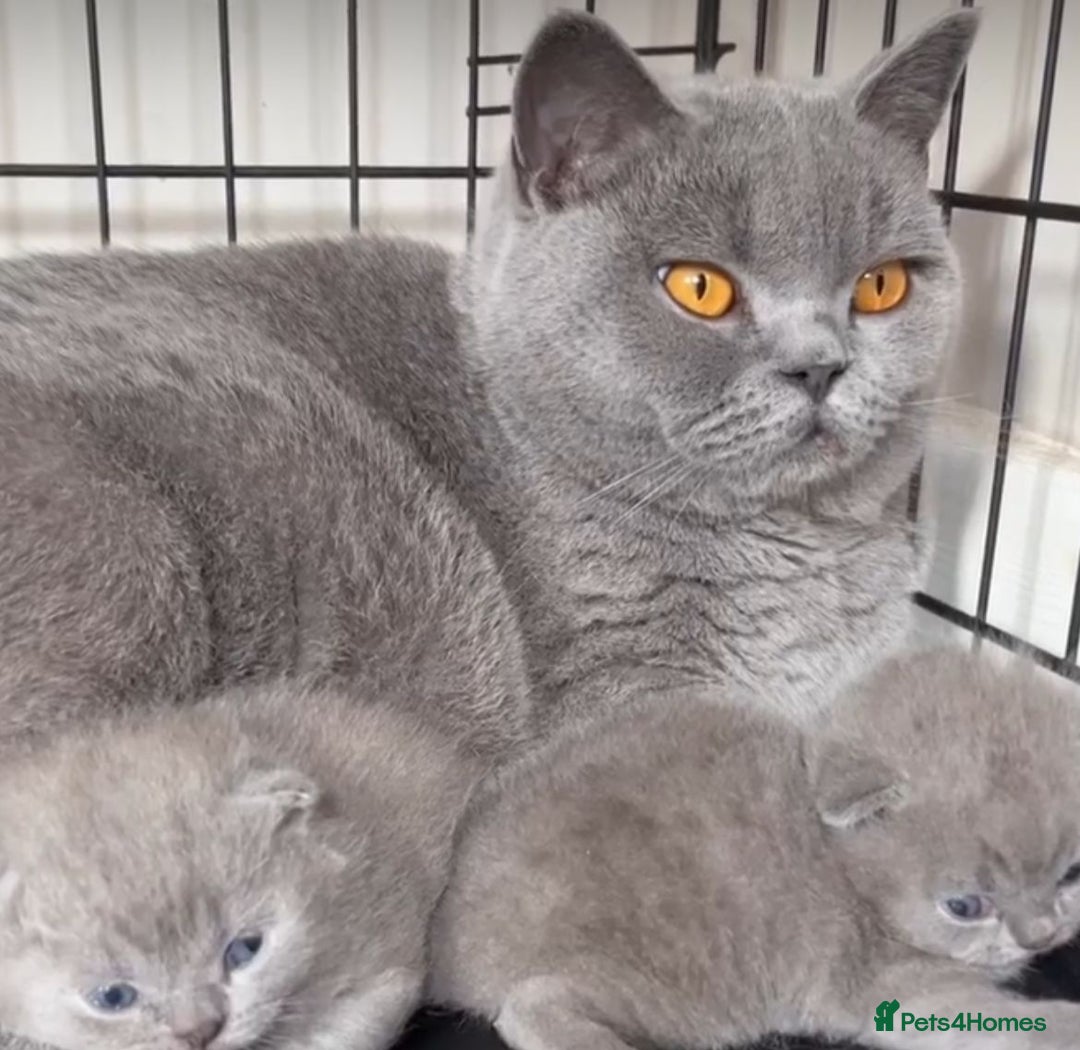 British Longhair cats for sale: Stunning World Champ British shorthair kittens - Advert 1