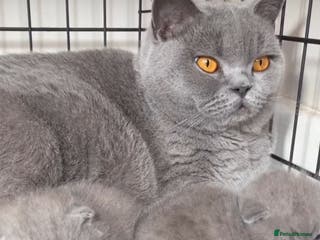 British Longhair cats Stunning World Champ British shorthair kittens - Advert 10