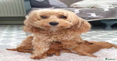 Mixed Breed dogs - Advert 7