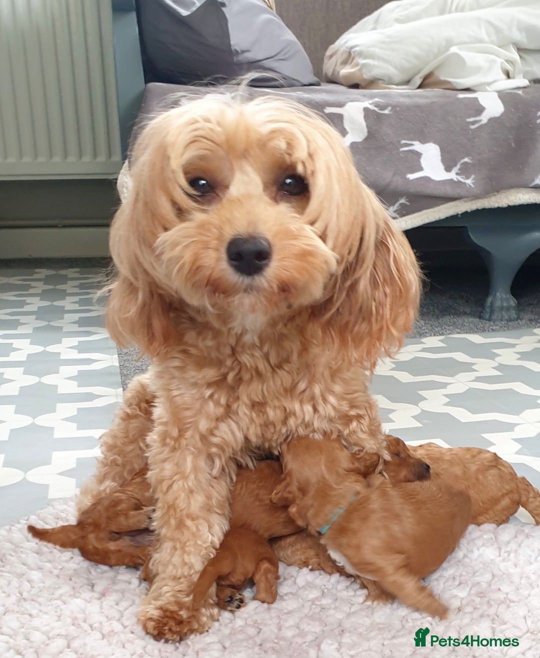 Mixed Breed dogs for sale: Cotonoodle/Cotonpoos health tested parents - Image 3