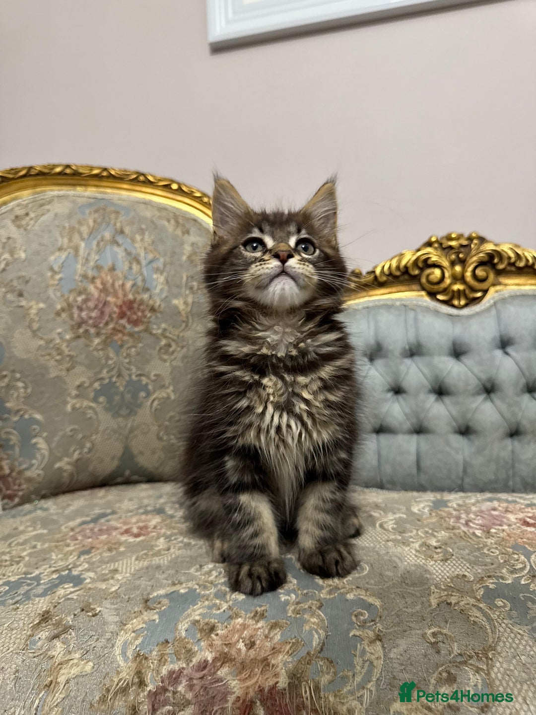 Maine Coon cats for sale: Maine Coon Kittens with Elite Heritage 🌟🌟🌟🌟🌟 - Image 24