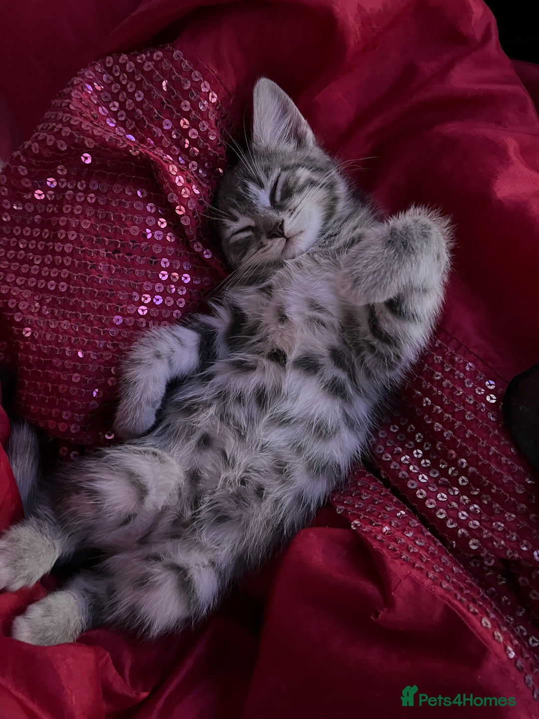 Mixed Breed cats for sale: Kittens - Advert 7