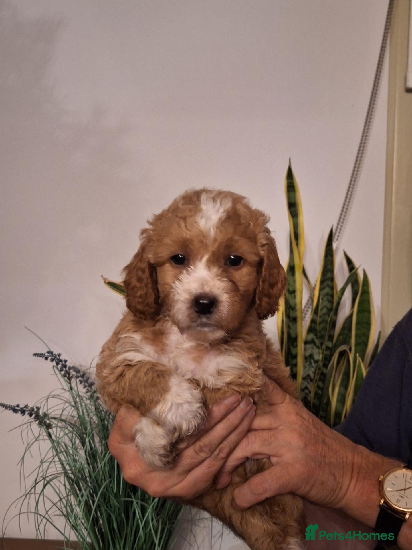 Cockapoo dogs for sale: Beautiful F1b Cockapoo Puppies – Caernarfon - Advert 2