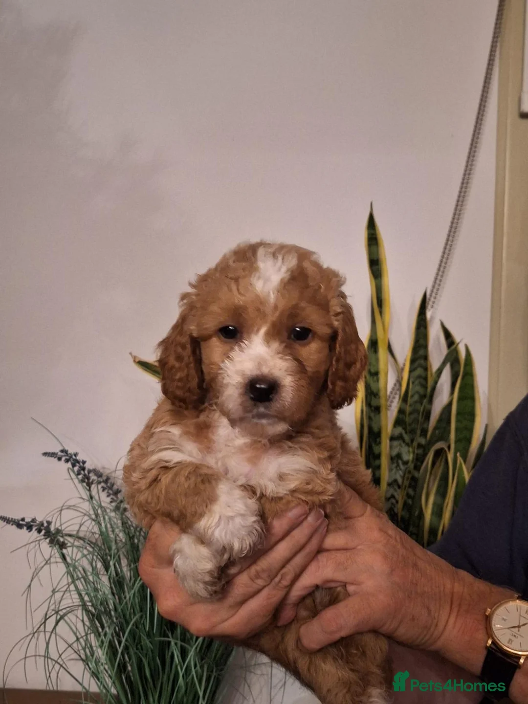 Cockapoo dogs for sale: Beautiful F1b Cockapoo Puppies – Caernarfon - Advert 2