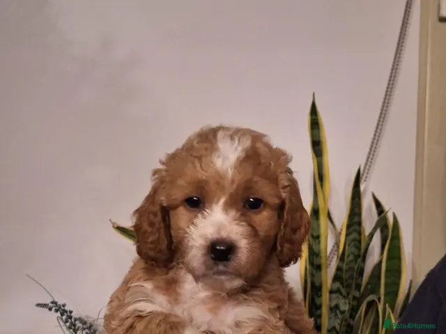 Cockapoo dogs for sale: Beautiful F1b Cockapoo Puppies – Caernarfon - Advert 2