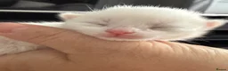 Mixed Breed cats for sale: ** 2 ginger Girls & 3 pure white girls ** - Advert 6
