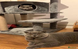 British Shorthair cats for stud: 3xB BIG BSH BOY 7kg  - Image 3