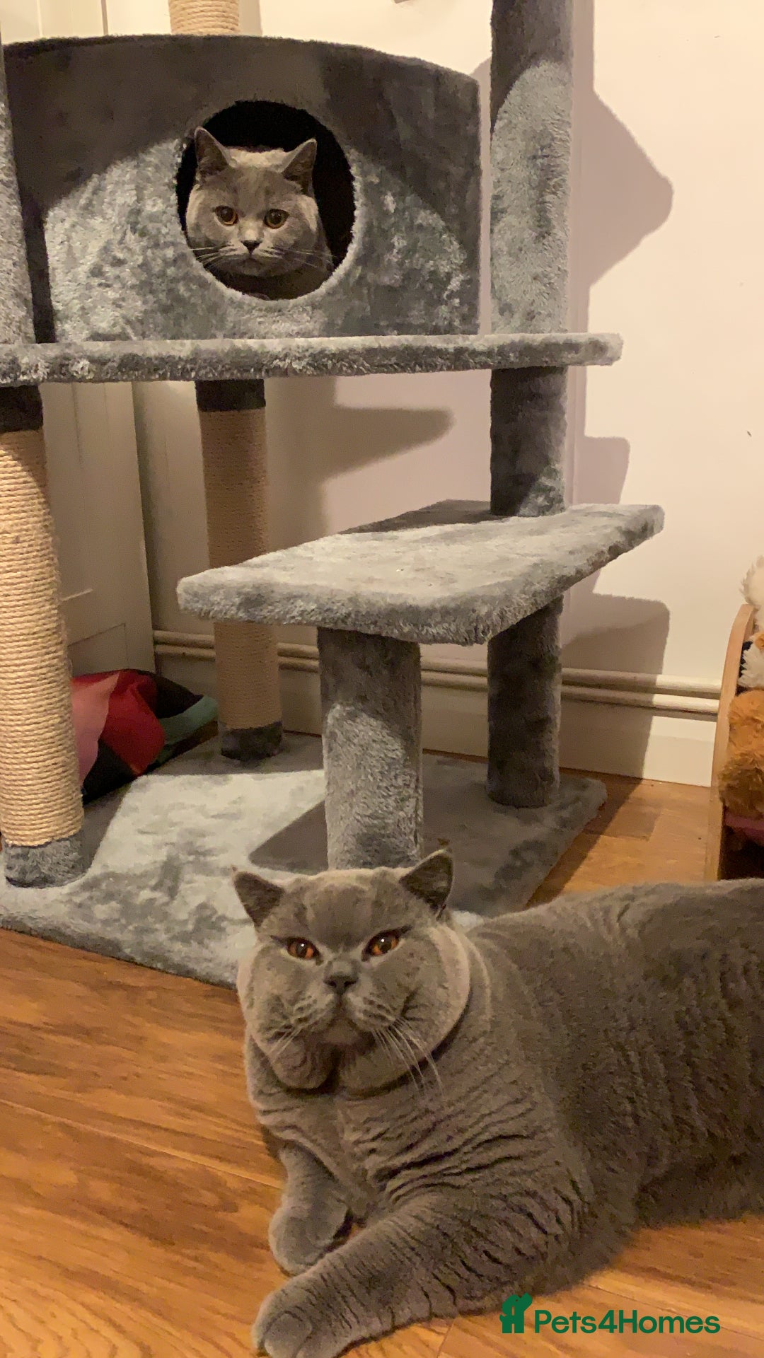 British Shorthair cats for stud: 3xB BIG BSH BOY 7kg  - Image 3