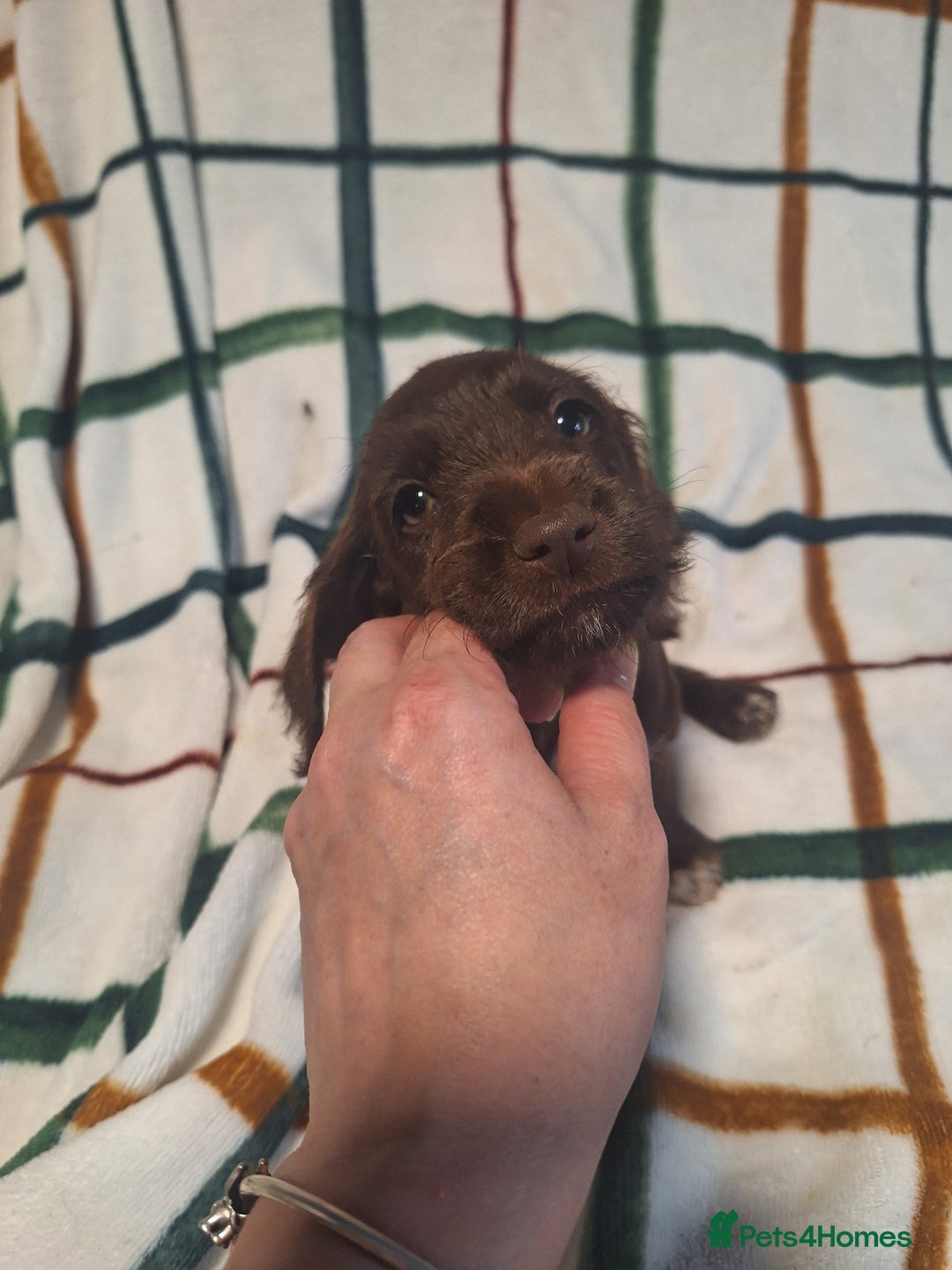 Mixed Breed dogs for sale: Beautiful dachshund mix puppies  - Image 15