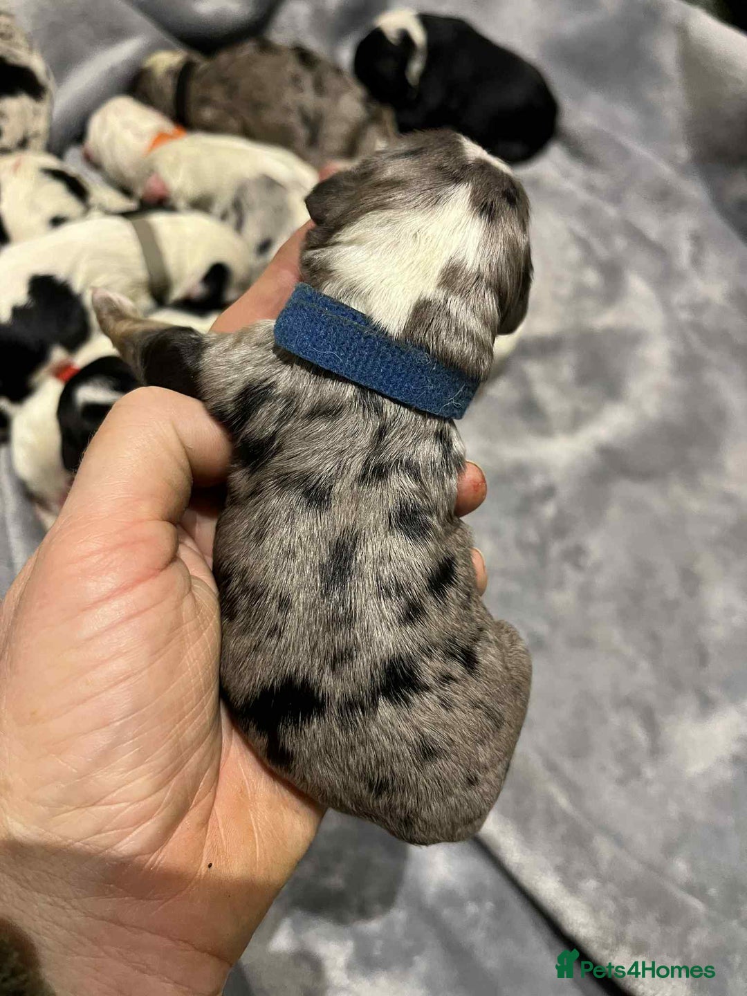 Sheepadoodle dogs for sale: unique midi sheepadoodle babies - Image 6