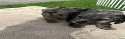 Cockapoo dogs for sale: F1 cockerpoo puppies  in Sittingbourne - Advert 9