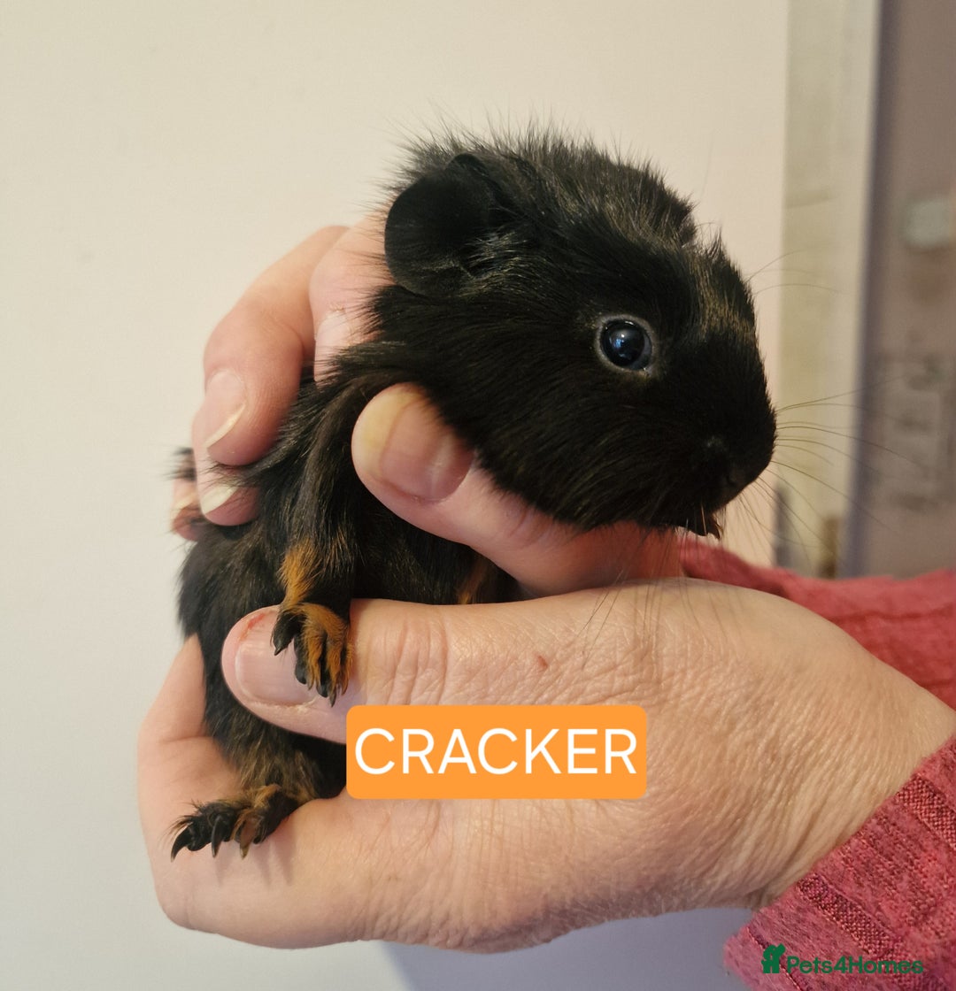 Guinea Pig rodents for sale: Female guinea pigs  - Advert 22