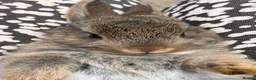 Netherland Dwarf rabbits for sale: Agouti Netherland Dwarf - Advert 2