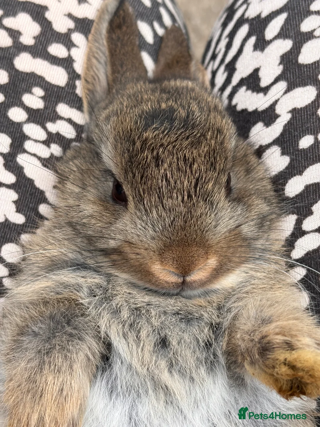 Netherland Dwarf rabbits for sale: Agouti Netherland Dwarf - Advert 2