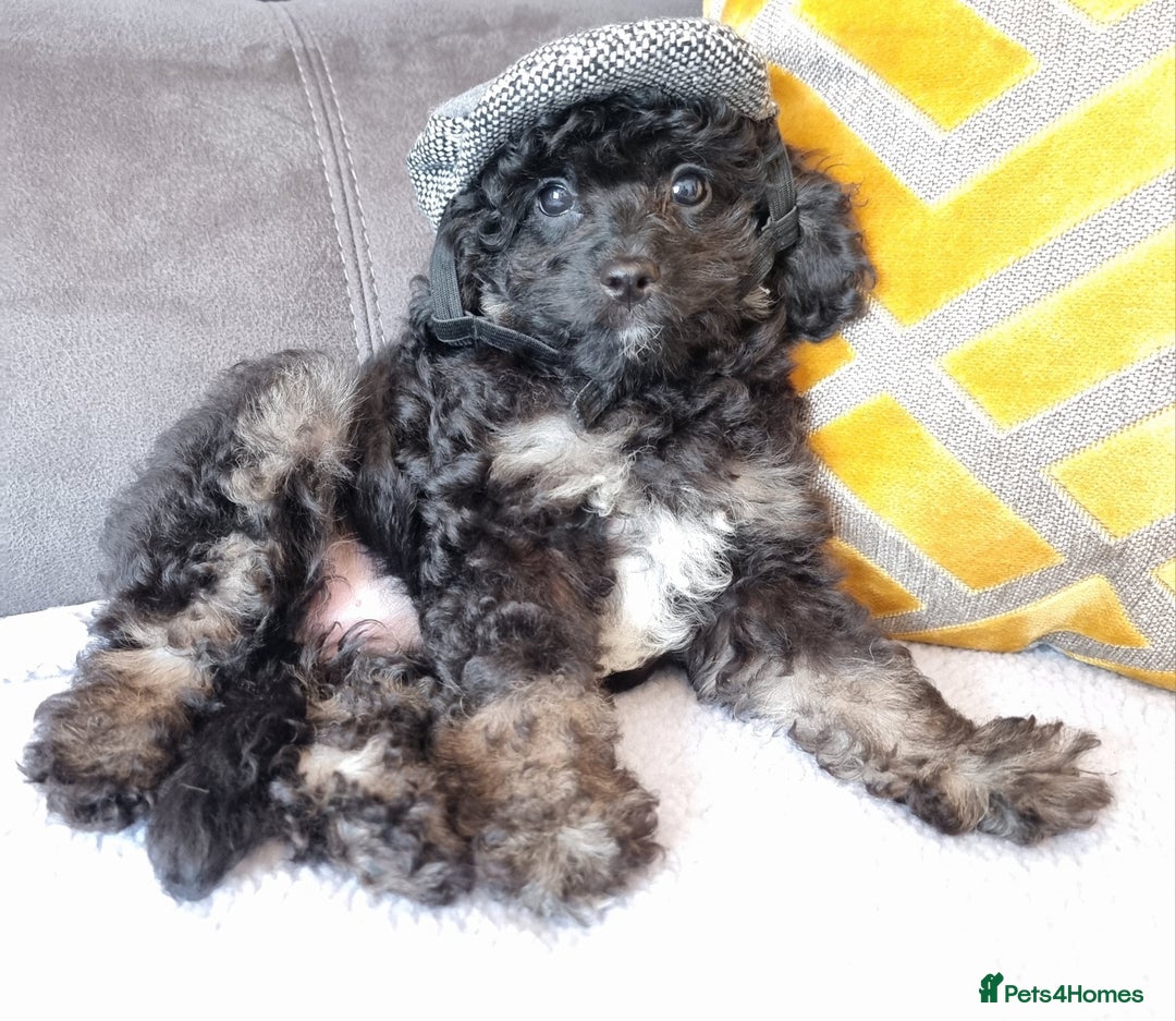 Cockapoo dogs for sale: Fully Vaccinated, Adorable small Cockapoo puppies - Image 26