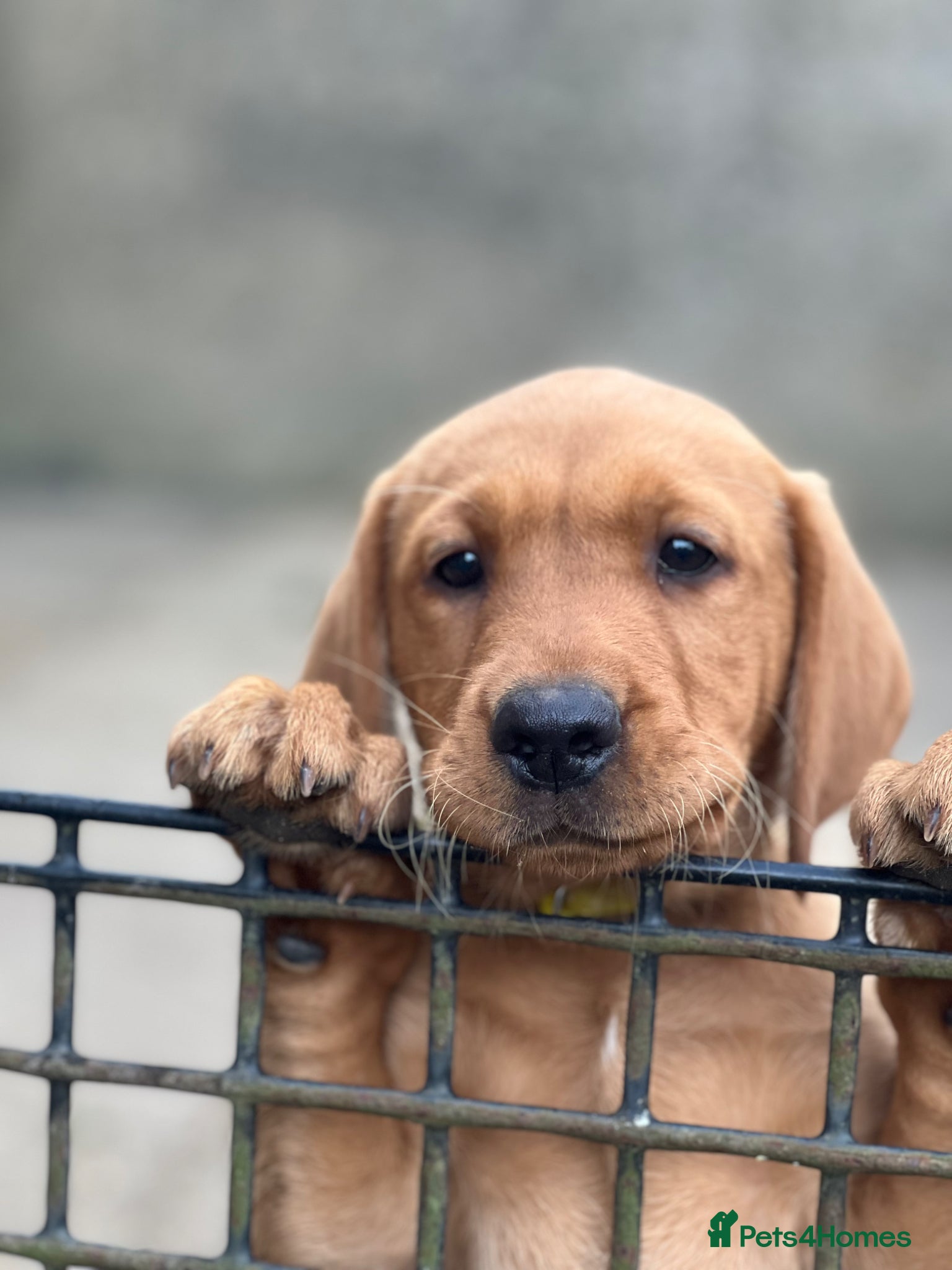 Labrador Retriever dogs for sale: Stunning Fox Red Labrador pups for sale - Advert 13
