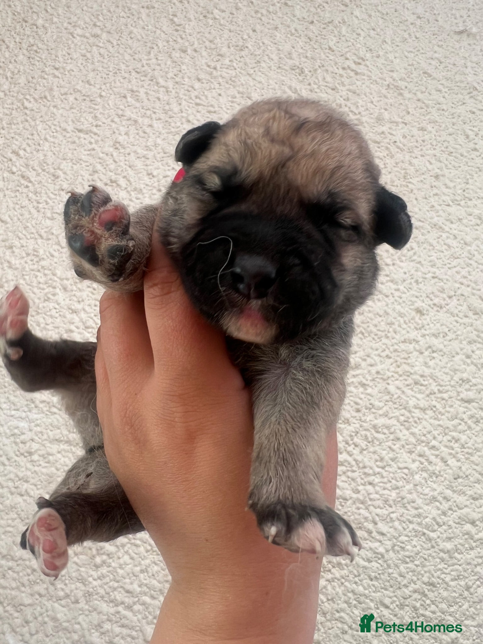 Mixed Breed dogs for sale: 7 beautiful Malkita x puppies with unique colours  - Advert 11