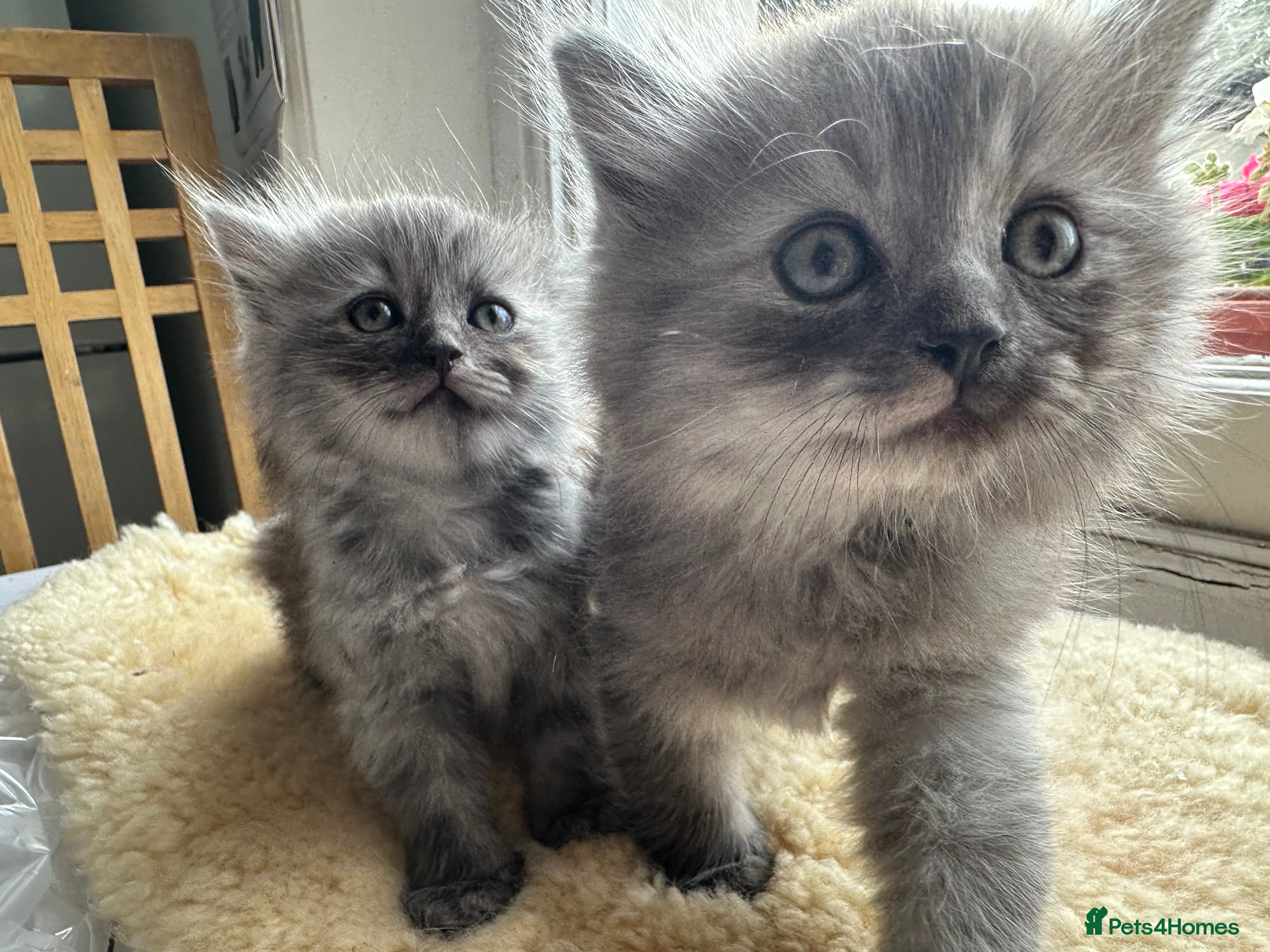 Perdoll cats for sale: ✨ Stunning & Rare Persian x Ragdoll  ✨  - Advert 11