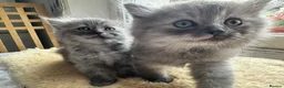 Perdoll cats for sale: ✨ Stunning & Rare Persian x Ragdoll  ✨  in London - Advert 12