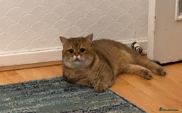 British Shorthair cats for sale: Two life long partners need their forever home - Image 11