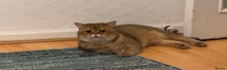 British Shorthair cats for sale: Two life long partners need their forever home - Advert 11
