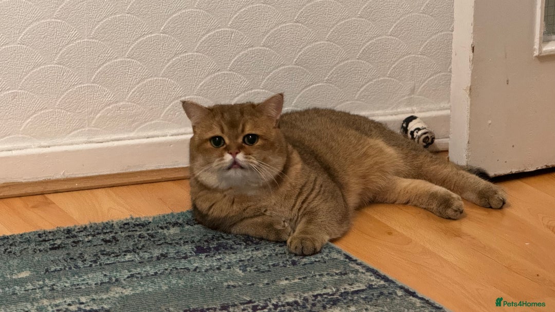 British Shorthair cats for sale: Two life long partners need their forever home - Image 11
