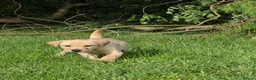 Labrador Retriever dogs for sale: Outstanding litter of Labrador pups  - Advert 7