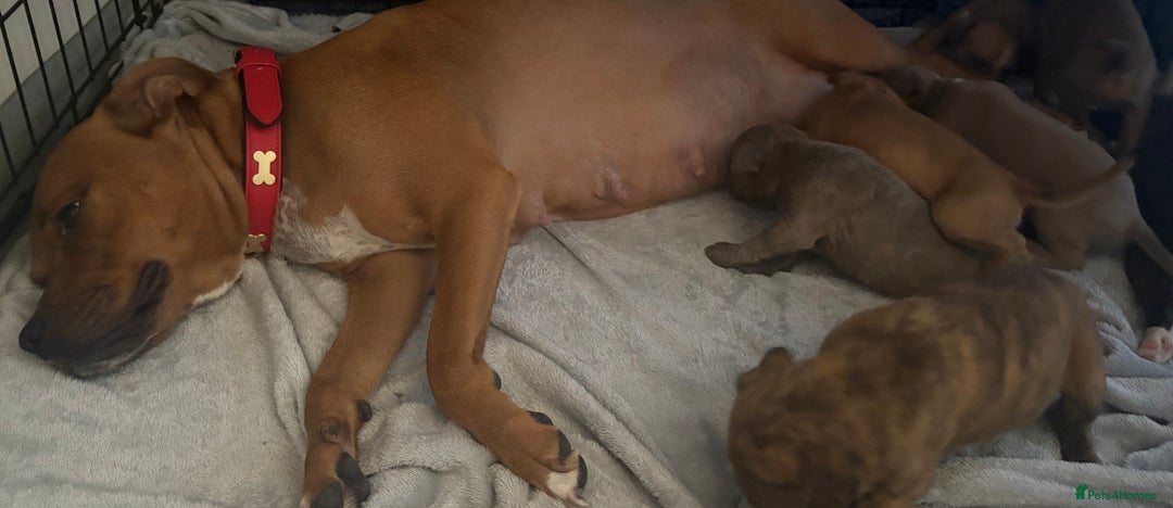 Staffordshire Bull Terrier dogs for sale: Beautiful coloured staffies - Image 2