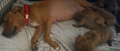 Staffordshire Bull Terrier dogs - Advert 4