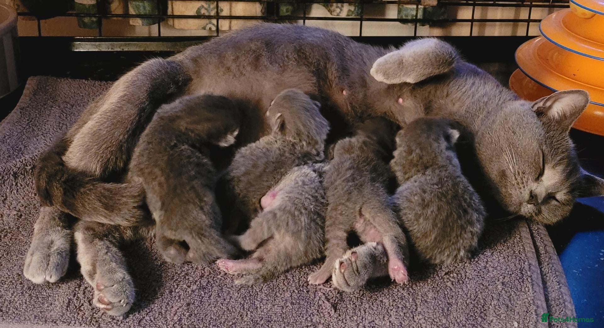 British Shorthair cats British Blue shorthair kittens  - Advert 1