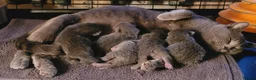 British Shorthair cats for sale: British Blue shorthair kittens  - Advert 1