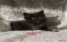 Maine Coon cats for sale: SHOW QUALITY MAINE COON KITTENS  - Image 11