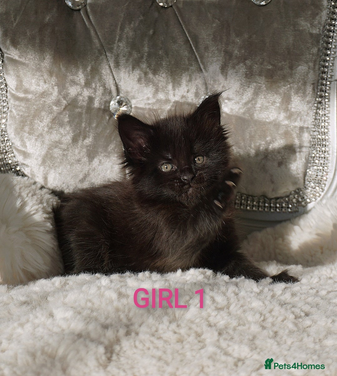Maine Coon cats for sale: SHOW QUALITY MAINE COON KITTENS  - Image 11
