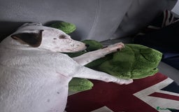 Jack Russell dogs for sale: Jack Russell  - Image 1