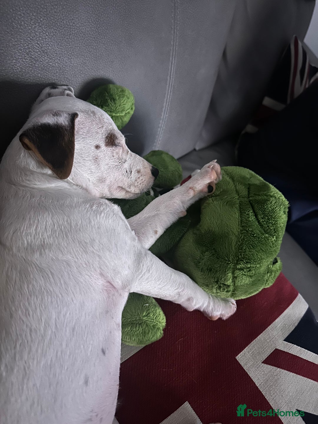 Jack Russell dogs for sale: Jack Russell  - Image 1